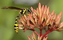 Phimenes flavopictus nectaring