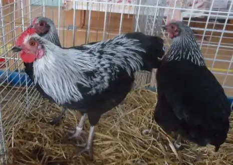 A birchen Niederrheiner bantam rooster and a pair of hens