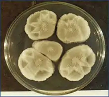 "Penicillium purpurogenum" on potato dextrose agar