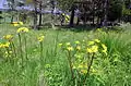 Mountain arnica