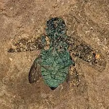 Fossil jewel beetle from the Eocene, found in the Messel Pit (Germany)