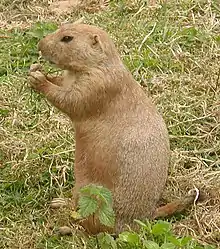 Small mammal sitting upright on haunches