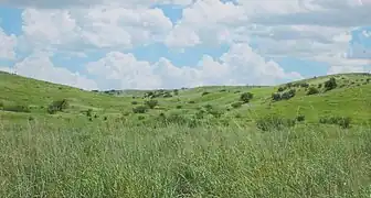 Prairie, green after the summer monsoon.