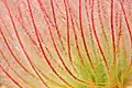 Detail of the styles on a seed head