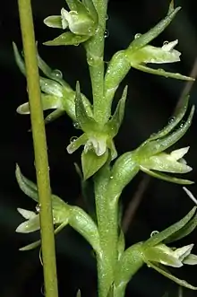 Prasophyllum lindleyanum growing near Melbourne in Victoria