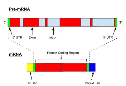 Pre-mRNA is spliced to form of mature mRNA.