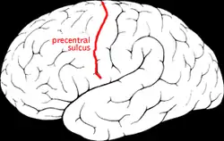Precentral sulcus