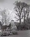 St Peter's Church, Preston Village, Brighton, English elms regrowing after lopping (1951)