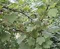 Fruits and leaves