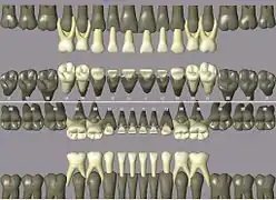 ISO notation primary teeth