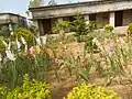 Primary school garden