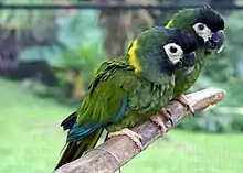 A green parrot with a white face, a black forehead, blue-tipped wings, and a yellow nape