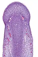 Micrograph of the primordial phallus, H&E stain.