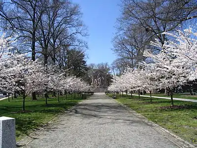 The mall leading to the monument, which aligns with Nassau Street.  The cherry trees are a modern addition and first bloomed in 2002.