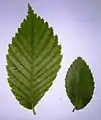 American Elm (left) and Accolade leaf comparison