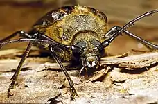 Huhu beetle (front)