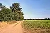 Breckland Farmland