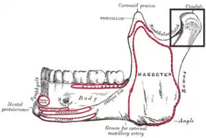 Mandible. Outer surface. Side view. (Condyle and neck labeled at upper right.)