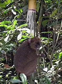 A brown-colored lemur clings to a shaft of giant bamboo while eating a fragment in its hands.