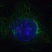 Early prophase: Polar microtubules, shown as green strands, have established a matrix around the currently intact nucleus, with the condensing chromosomes in blue. The red nodules are the centromeres.