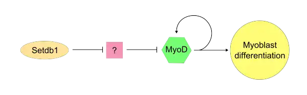 Stdb1/MyoD possible pathway.