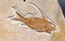 The Jurassic macrosemiid semionotiform Propterus sp.