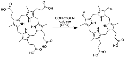 Proptoporphyrinogen IX synthesis from coproporphyrinogen III