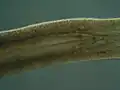 Pharynx of the flatworm Prorhynchus fontinalis