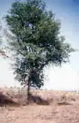 Ghaf trees(Prosopis cineraria)