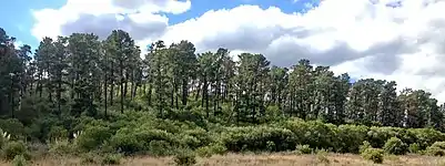 Prospect Hill Laccolith (Monterey Pine forest)