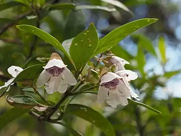 P. lasianthos sp. 'Point Lookout',  New England National Park