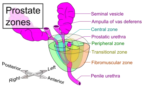 Zones of prostate