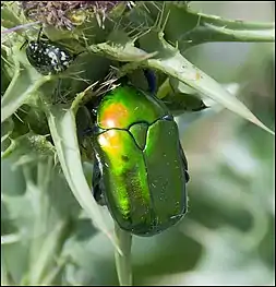 iridescent Protaetia cuprea feeding on thistle