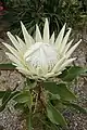 Protea cynaroides 'Arctic Ice' a white cultivar