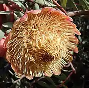 Protea sulphurea flower head