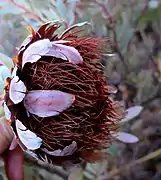 Protea sulphurea flower head