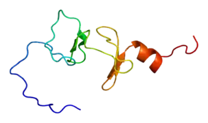 Protein FHL1
