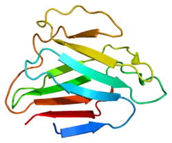 Protein LMNA