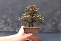 Prunus cerasifera bonsai (shohin size)