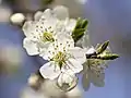 Prunus cerasifera flowers