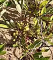 Cherries (mostly unripe) growing on branches