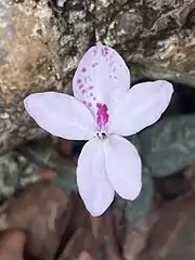 Flower with spots, Barron Gorge Queensland, March 2022