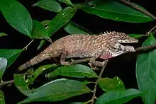 Lizards. Flower's long-headed lizard (pseudocalotes floweri), a species endemic to this region