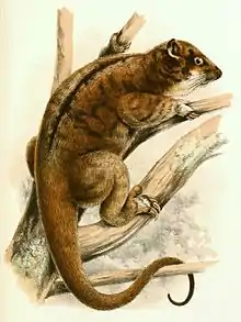 Drawing of brown possum