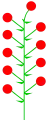 Indeterminate inflorescence with the subterminal flower to simulate the terminal one (vestige present)