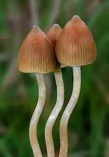 Psilocybe semilanceata