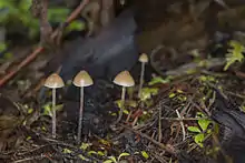 Psilocybe pelliculosa