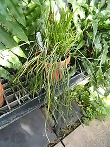 Psilotum complanatum plant