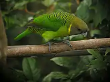 A green parrot with a dark green forehead, black-tipped feathers on the nape, and a light green underside