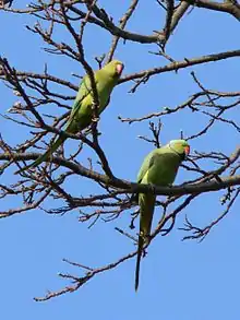 Two ferals in Kew Gardens